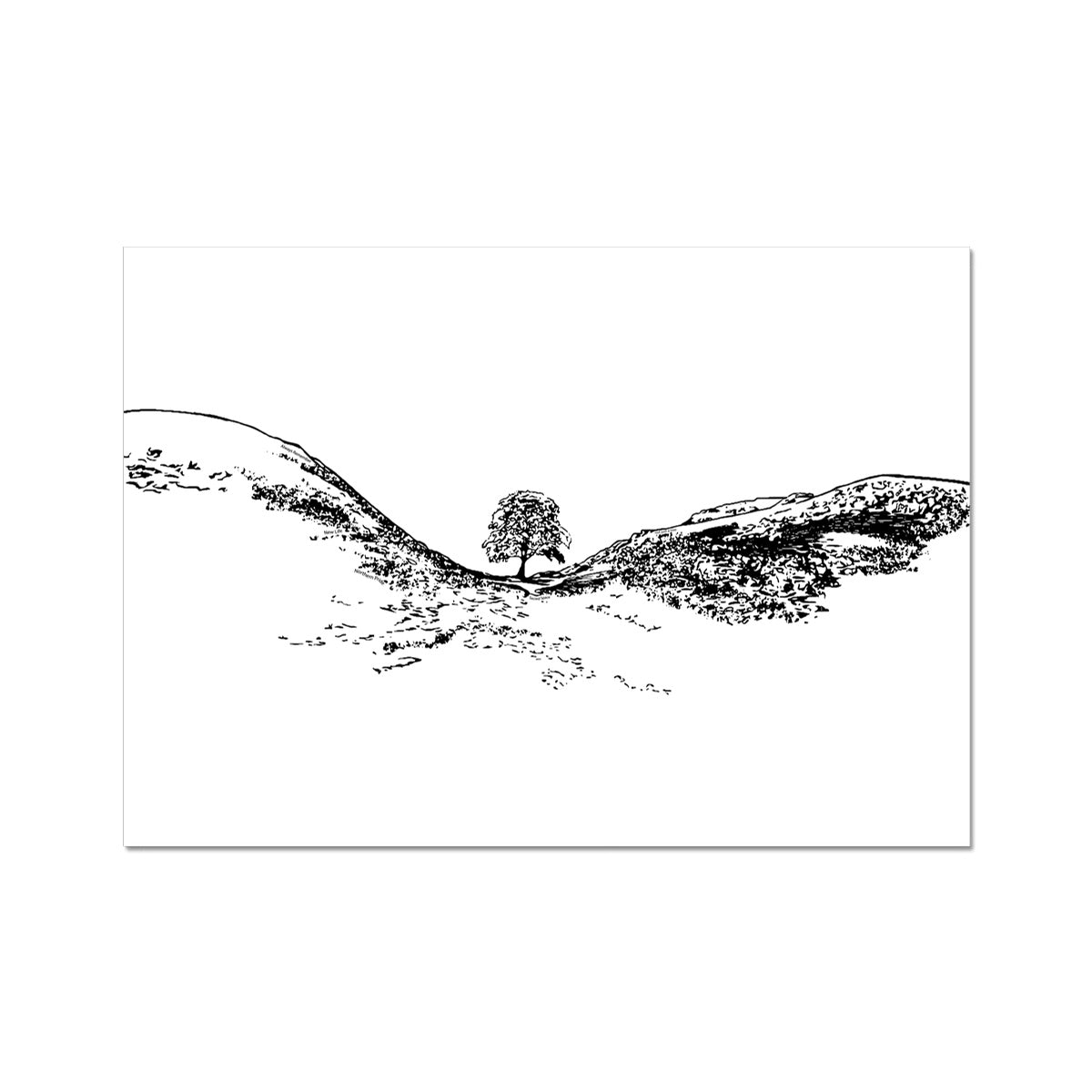 Sycamore Gap themed print featuring Sycamore Gap tree by Powder Butterfly illustrated in black and white
