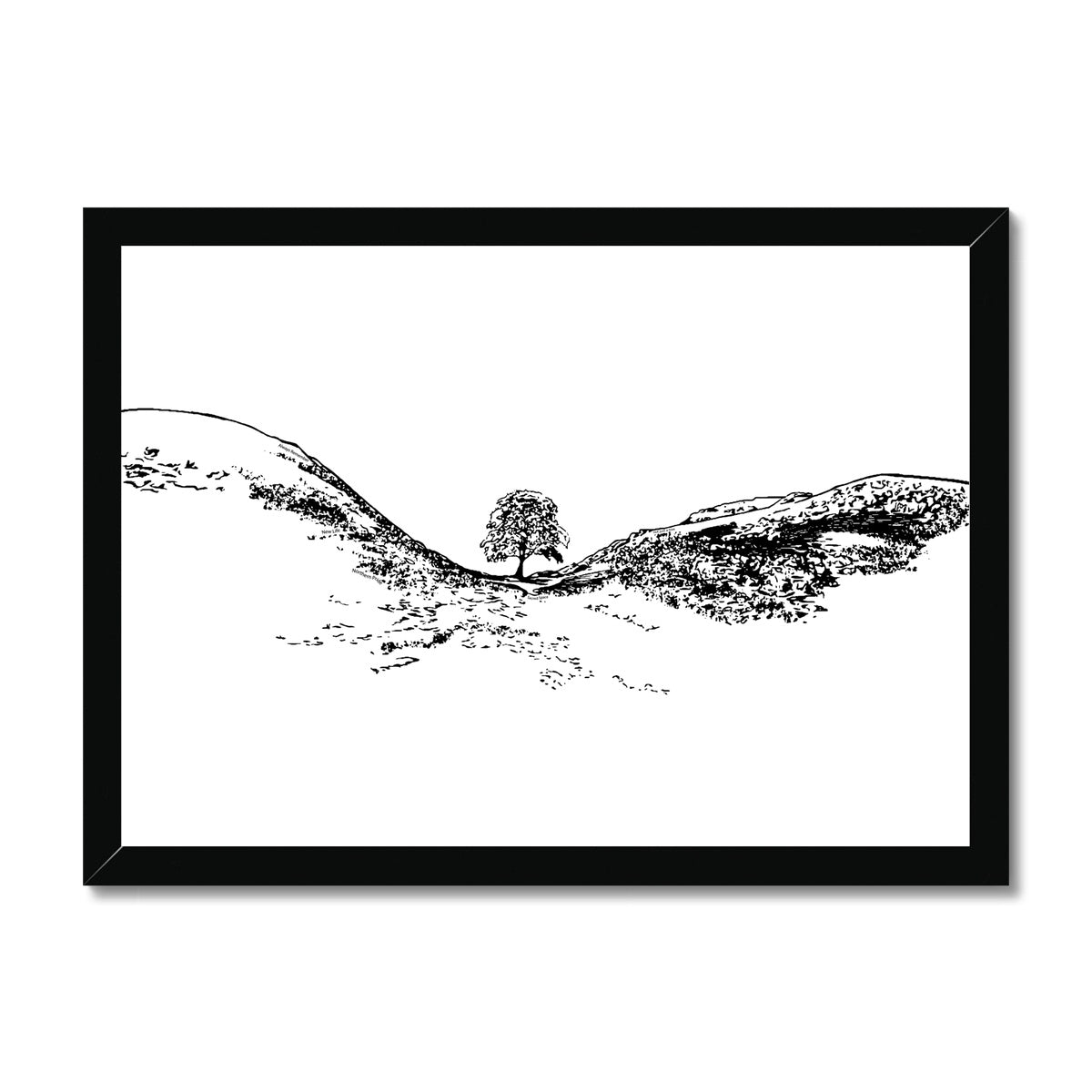Sycamore Gap themed print featuring Sycamore Gap tree by Powder Butterfly Illustrated in black and white